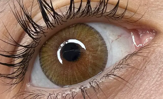 New York N  Brown Urban Layer