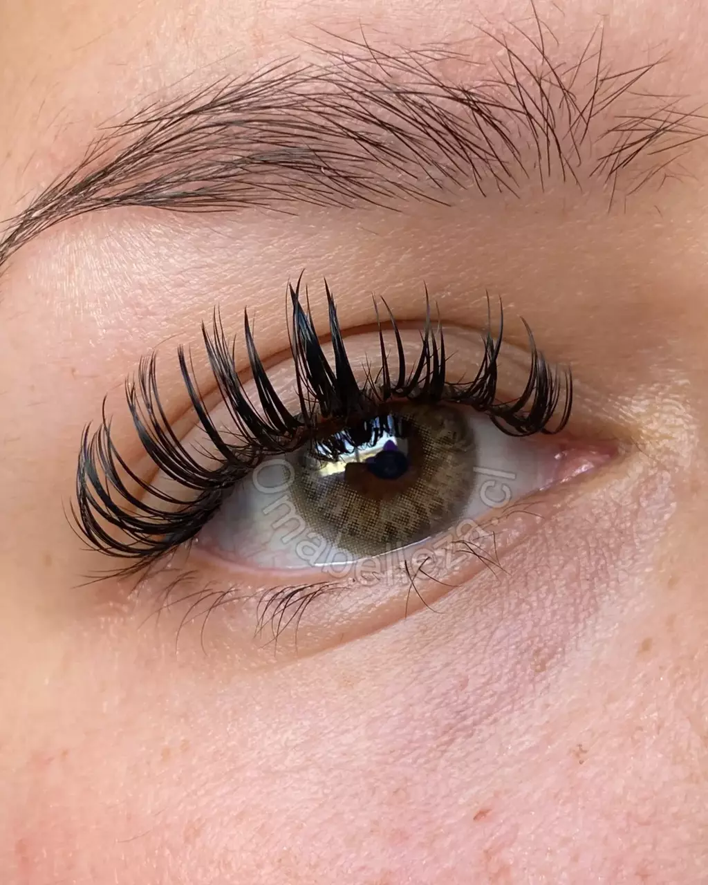 Dna Taylor Brown Hazel